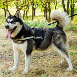 Упряжка шлея для собаки маламута